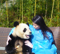 Rachel Grant’s Panda Volunteer Experience in Dujiangyan
