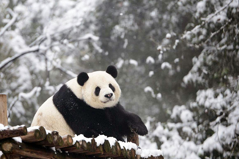 Adorable Panda in Winter
