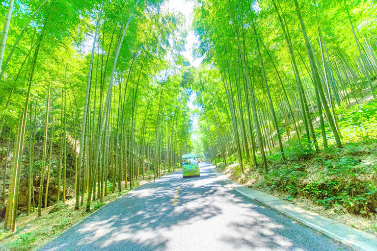 Front of Yixing Bamboo Sea Top Bamboo Forests in China - Yixing Bamboo Sea
