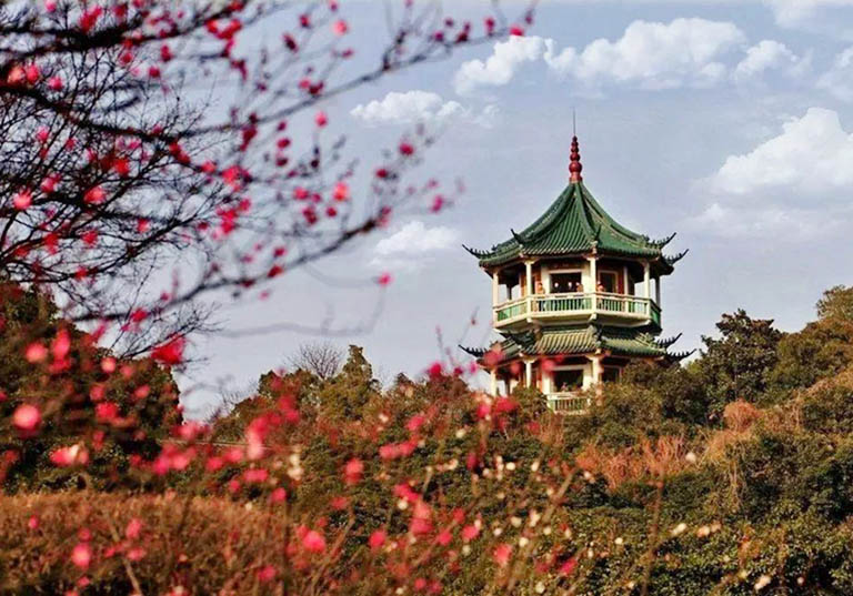 Plum Garden