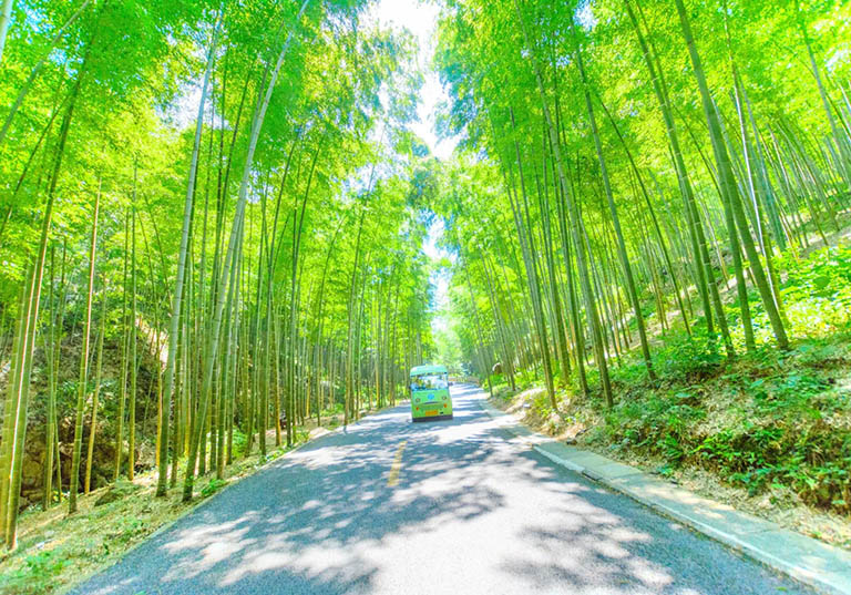 Yixing Bamboo Forest