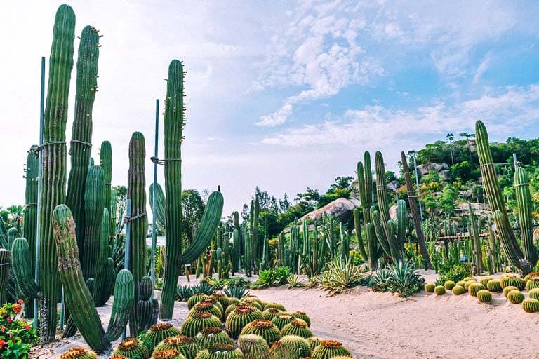 Xiamen Botanical Garden in Summer