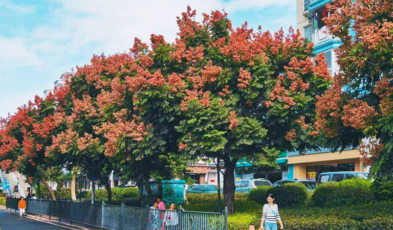 Visit Zhongshan Road in Autumn