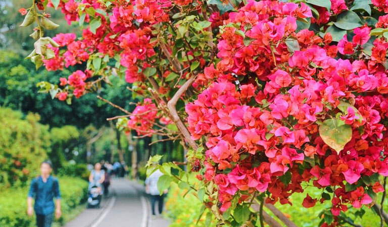 Gulangyu Island in Spring