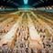 Terracotta Warriors