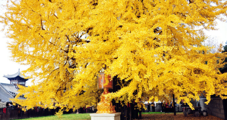 Ancient Ginkgo Tree in Autumn
