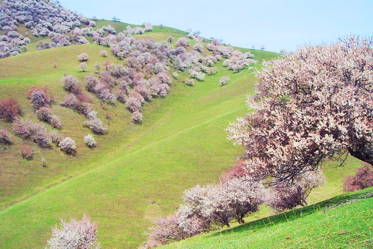 Ili Apricot Valley