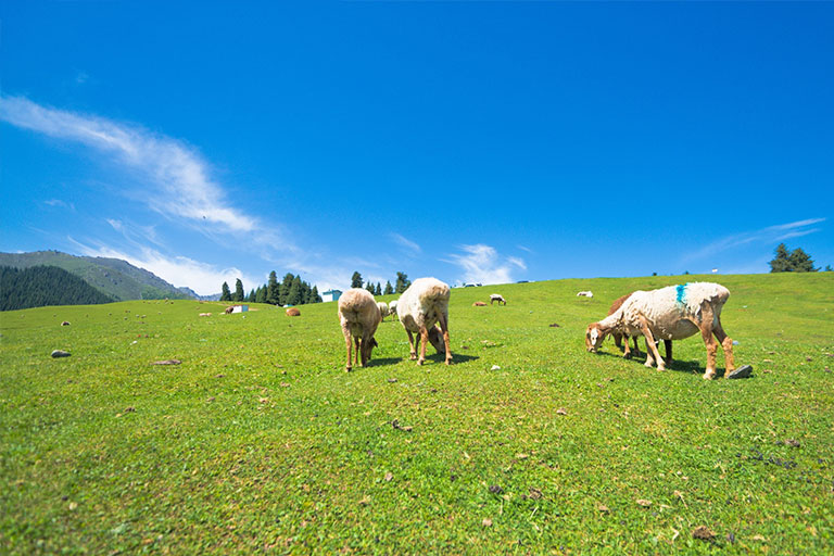 XNanshan Passture Xinjiang Destinations - Urumqi