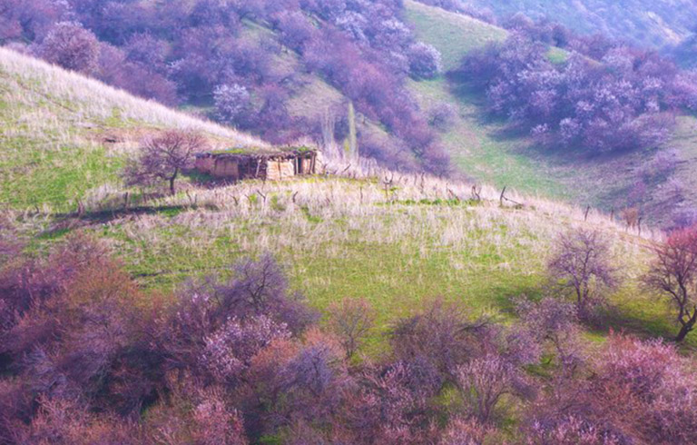 Apricot Valley