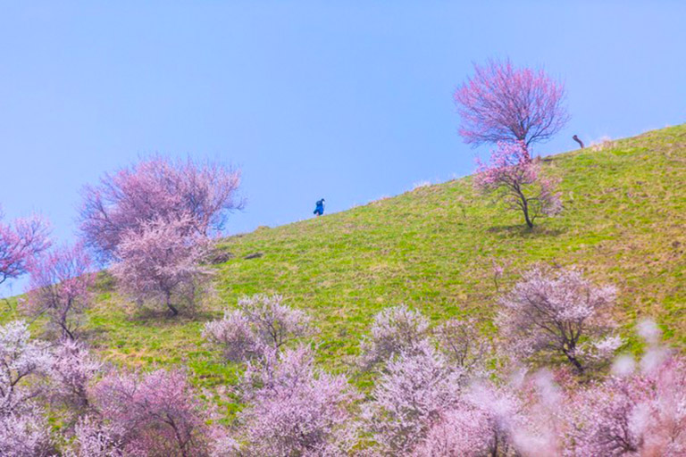 Blooming Apricot Valley Apricot Valley