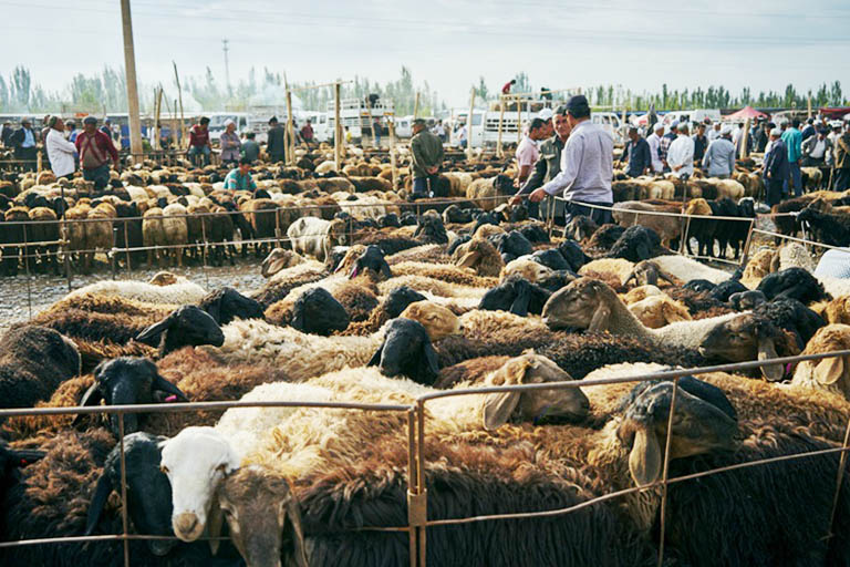 Kashgar Live Stock Market Top Attractions & Things to Do in Kashgar