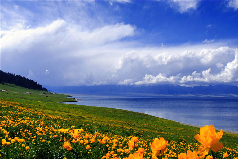 Beautiful Flowers in Sayram Sayram Lake