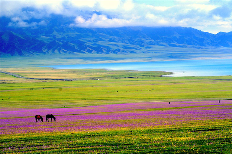 Xihai Grassland by Sayram Lake ©slmhjq Top Xinjiang Attractions & Things to Do
