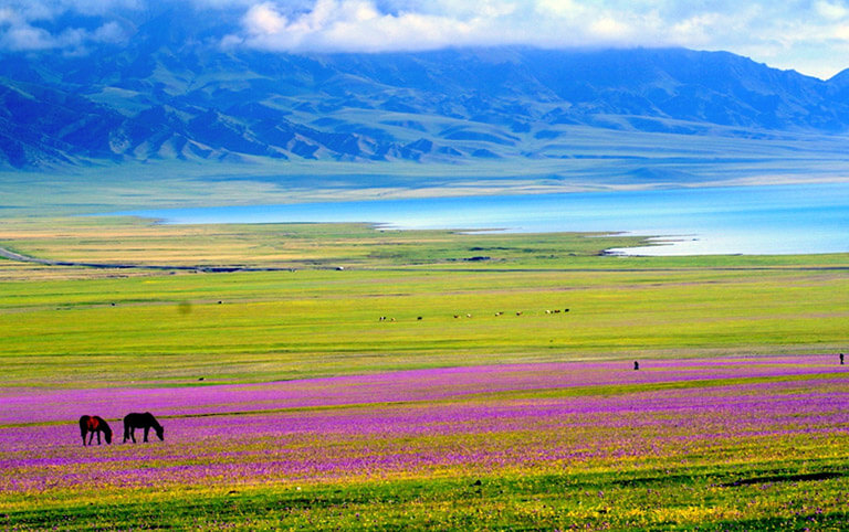 Colorful Grasslands around Sayram Lake