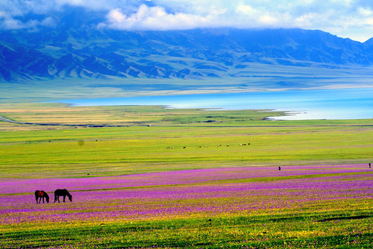 Colorful Grasslands around Sayram Lake