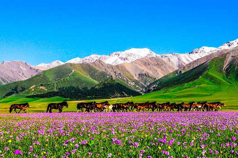 Xinjiang Destinations - Sayram Lake
