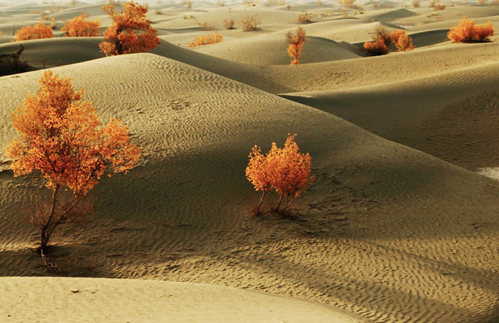 Shache Travel Guide