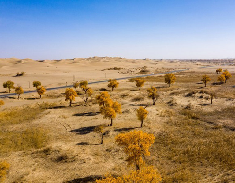 Populus Euphratica Trees in the Desert
