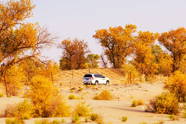 Populus forest along the Taklimakan Desert in Autumn