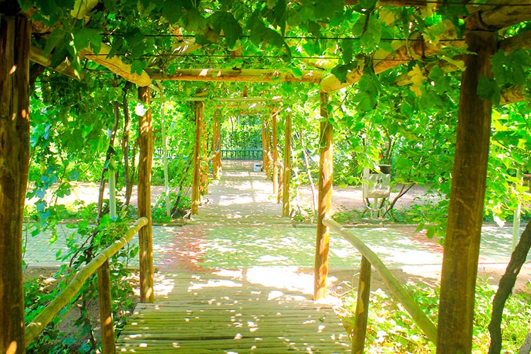 Vineyard in Karez Folk Custom Garden Karez System