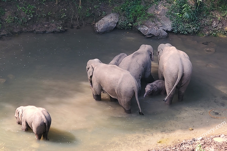 Wild Elephant Valley Wild Elephant Valley