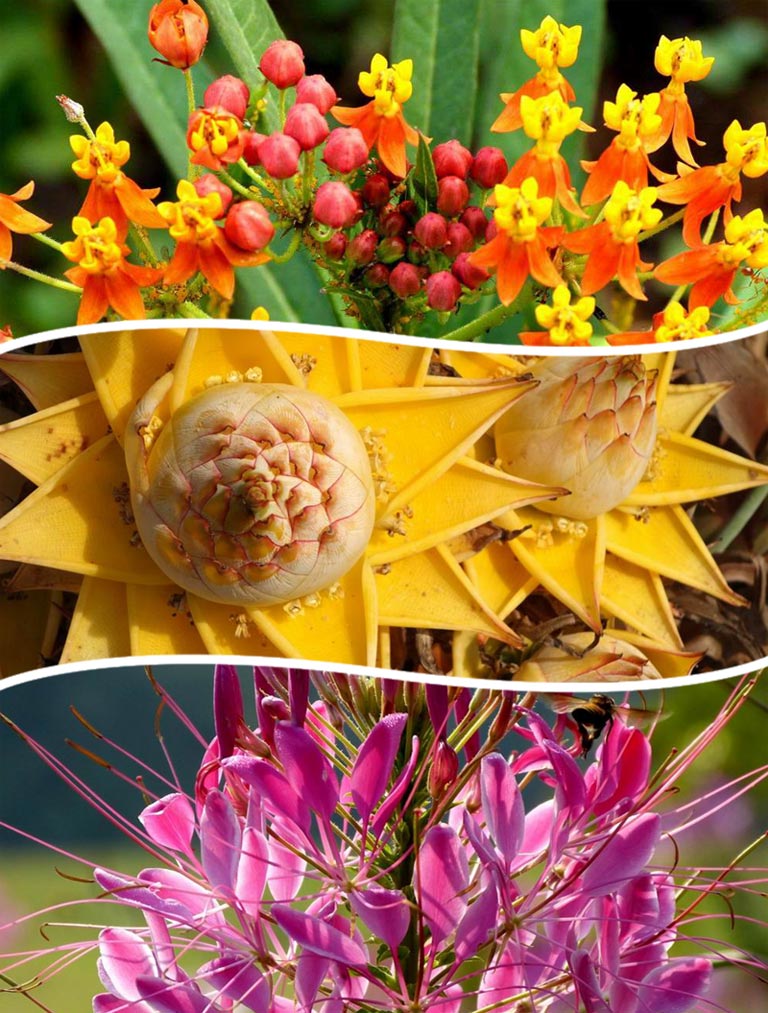 Xishuangbanna Tropical Flower and Plants Garden Xishuangbanna Attractions