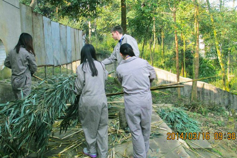 Bifengxia Panda Volunteer