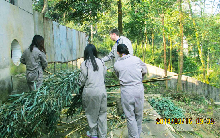 Volunteer Taking Out Old Bamboos