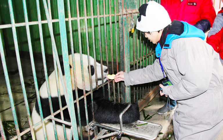 Volunteer Feeding Giant Panda in Person