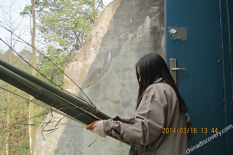 Enjoy Time as A Panda Volunteer