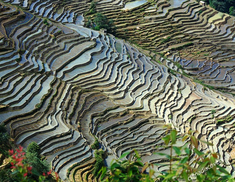 Bada Rice Terrace-20201216-Anne from German-CD-Z