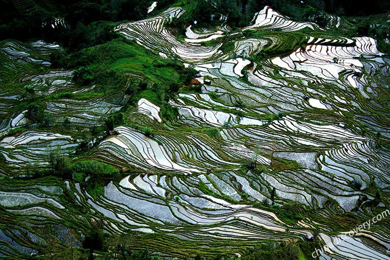 Yuanyang Rice Terrace