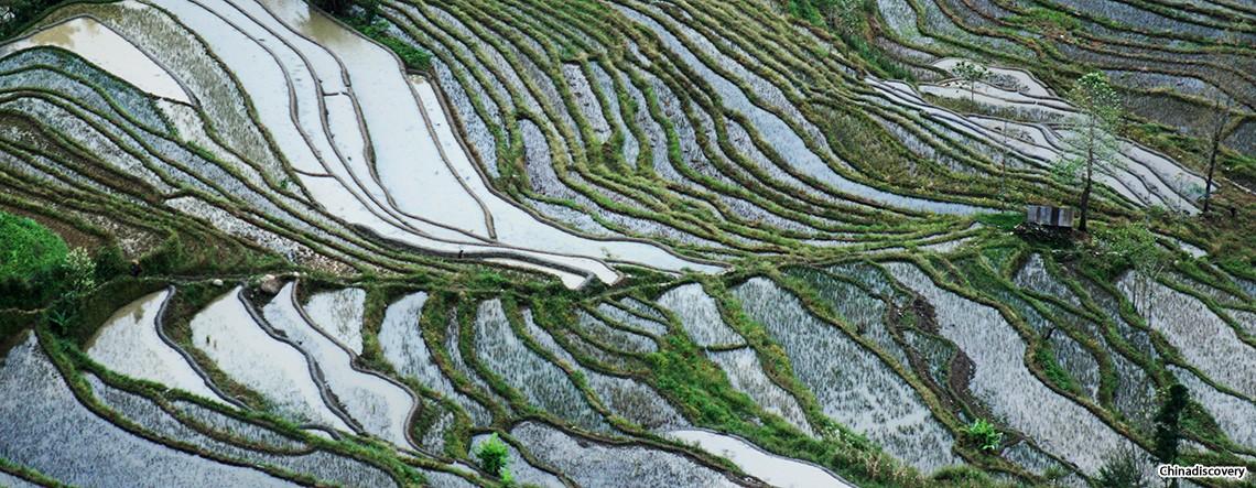 Yuanyang Rice Terrace Hiking Tour