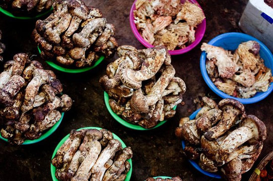 Delicious Mushroom Dishes Delicious Mushroom Dishes