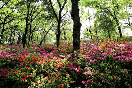 Azalea Valley Azalea Valley