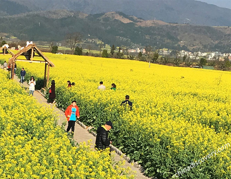 Luoping Rapeseed Flowers