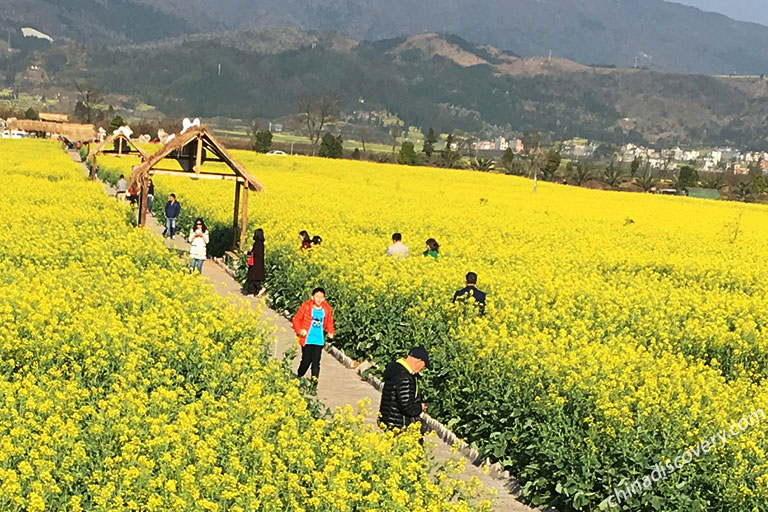 Luoping Rapeseed Flowers