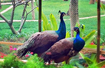 Xishuangbanna Peacock Garden