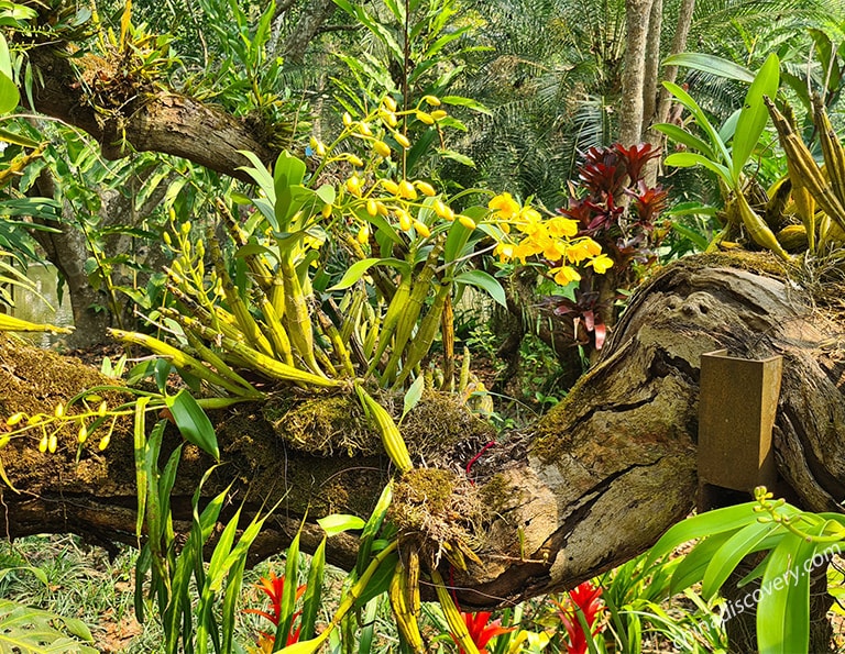 Tropical Plants Garden