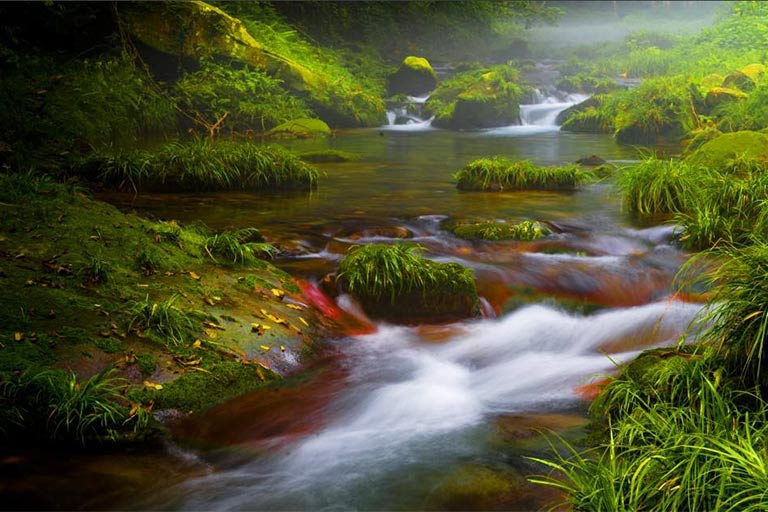 Pristine Water of Golden Whip Stream Golden Whip Stream