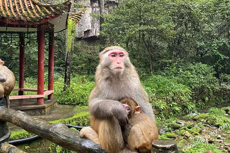 Wild Monkey at Huangshizhai