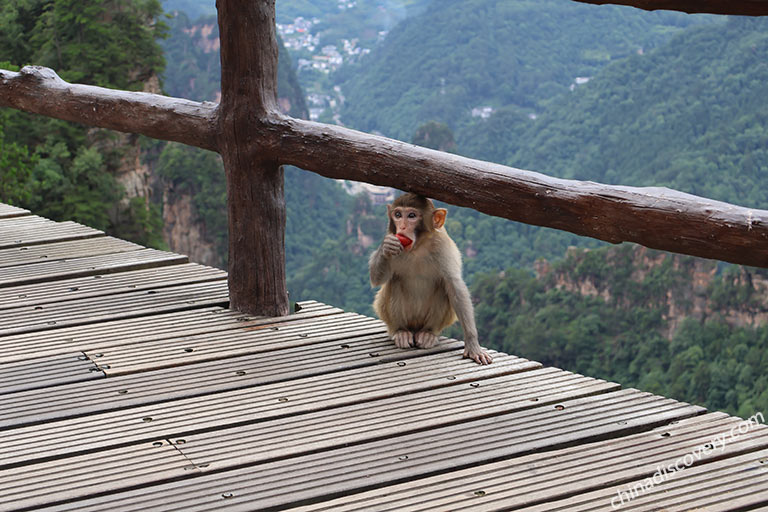 Wild Monkey at Huangshizhai