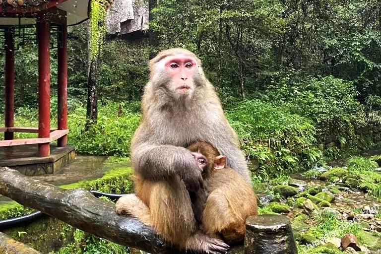 Wild Monkeys of Golden Whip Stream Zhangjiajie