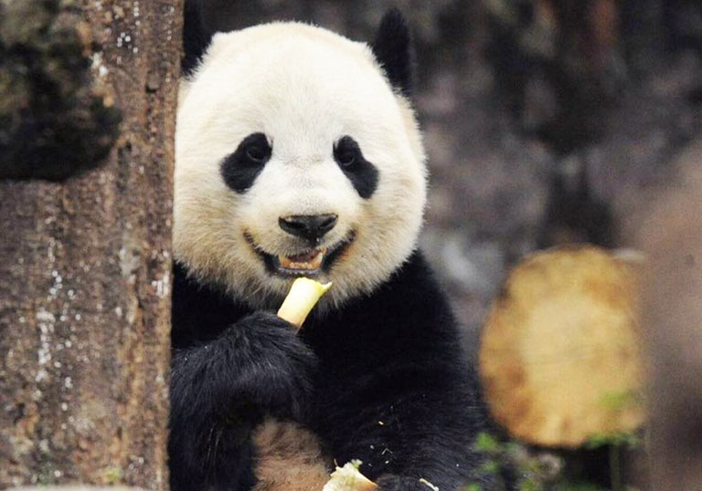 Adorable Giant Panda in Chengdu Chengdu to Zhangjiajie