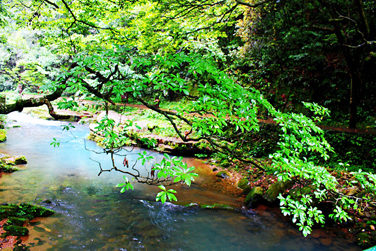 Golden Whip Stream in Zhangjiajie National Forest Park Golden Whip Stream in Zhangjiajie National Forest Park