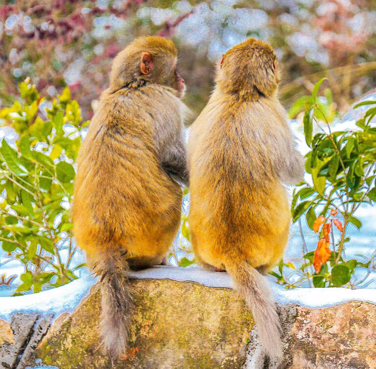 Monkeys at Zhangjiajie National Forest Park in Winter Zhangjiajie Spring Travel