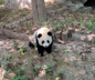 Chengdu Panda Base Travel Story