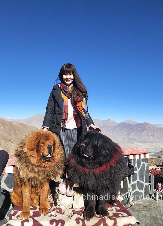 Wing with Lhasa Dogs (Tibetan Mastiff) Wing with Lhasa Dogs (Tibetan Mastiff)