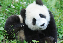 Bifengxia Panda Photos