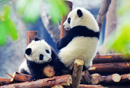 Chengdu Panda Photos